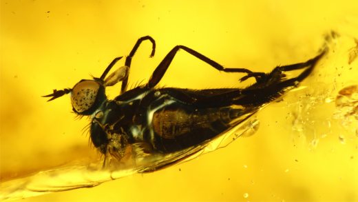 Tanzfliege mit Rüssel als Einschluss im Baltischen Bernstein