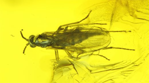 Kleine Trauermücke im Bernstein