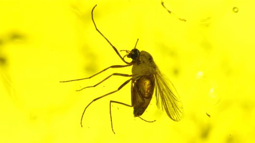 Mücke (Chironomidae) als Einschluss