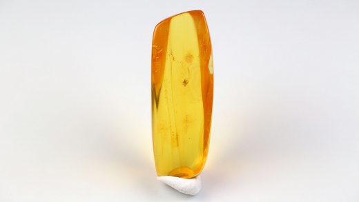 Naturbernstein poliert mit Mücke